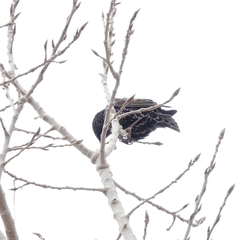 Sturnus vulgaris