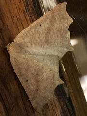 Prochoerodes truxaliata