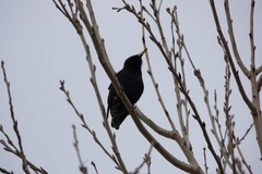 Sturnus vulgaris