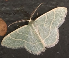 Chlorochlamys appellaria