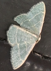 Chlorochlamys appellaria