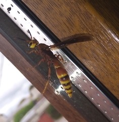Montezumia ferruginea
