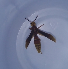 Montezumia ferruginea