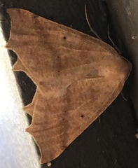 Prochoerodes truxaliata