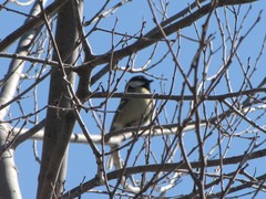 Parus major