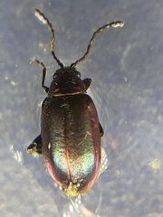 Altica torquata