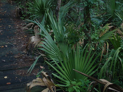 Sabal minor