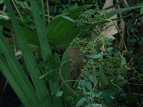 Sabal minor