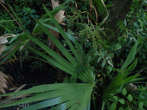 Sabal minor