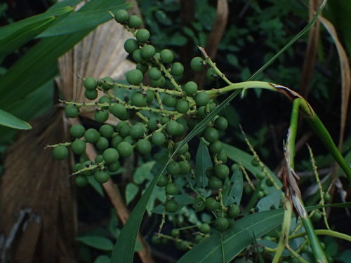 Sabal minor