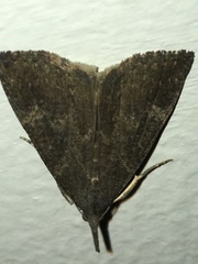 Hypena humuli