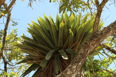 Vriesea gigantea