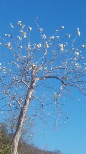 Tree Morning Glory