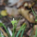Carex depressa - Photo (c) ramazan_murtazaliev, some rights reserved (CC BY-NC), uploaded by ramazan_murtazaliev