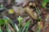 Carex depressa transsilvanica - Photo (c) ramazan_murtazaliev, some rights reserved (CC BY-NC), uploaded by ramazan_murtazaliev