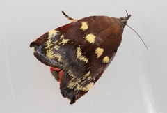 Hyblaea occidentalium