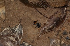 Traumatomutilla inermis