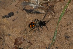 Traumatomutilla inermis