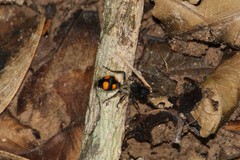 Traumatomutilla inermis