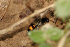 Traumatomutilla inermis