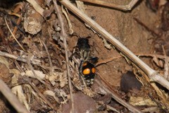 Traumatomutilla inermis