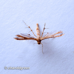 Nippoptilia cinctipedalis