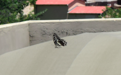 Papilio demodocus demodocus