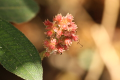 Miconia melastomoides