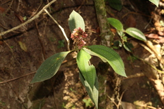Miconia melastomoides