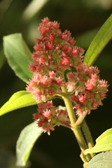 Miconia melastomoides
