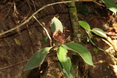 Miconia melastomoides