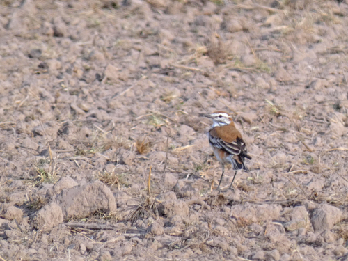 Rusty-backed Monjita (Neoxolmis rubetra), photo 5