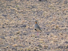 Oreopholus ruficollis