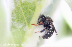 Anthidium punctatum