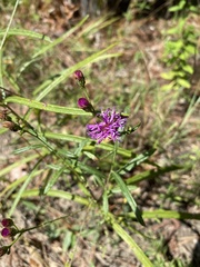 Vernonia texana