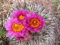 Pediocactus nigrispinus