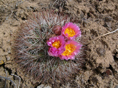 Pediocactus nigrispinus