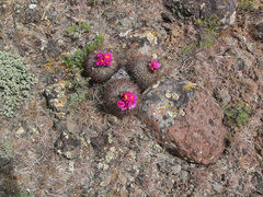 Pediocactus nigrispinus