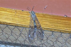 Acanthaclisini