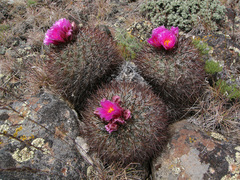 Pediocactus nigrispinus