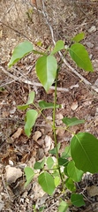 Platymiscium trifoliolatum