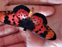 Acraea acara