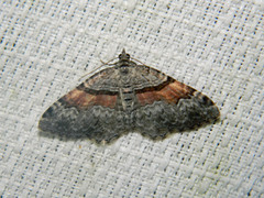 Xanthorhoe packardata