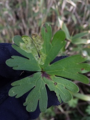 Agromyza nigrescens