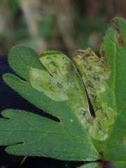 Agromyza nigrescens