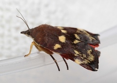 Hyblaea occidentalium