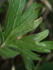 Agromyza nigrescens