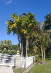 Ptychosperma elegans