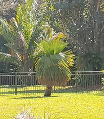 Copernicia macroglossa