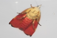 Hyblaea occidentalium